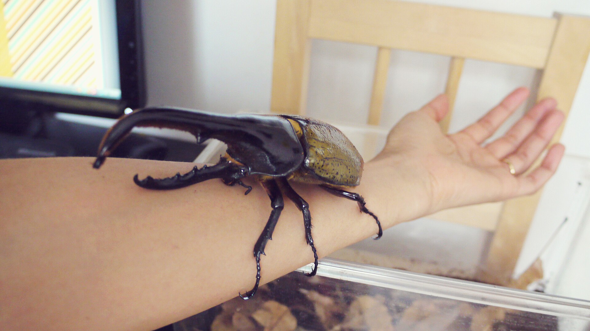 腕に乗せて大きさを比べたカット