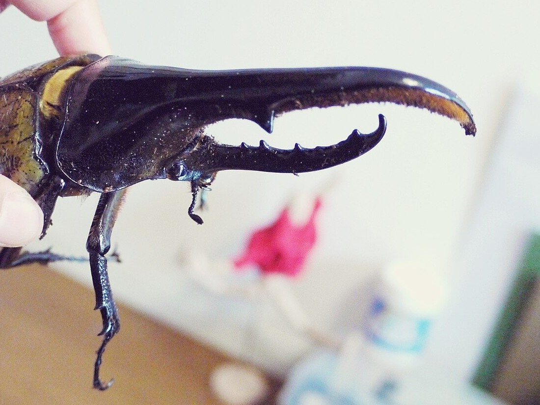 ヘラクレスオオカブトの角に寄ったカット