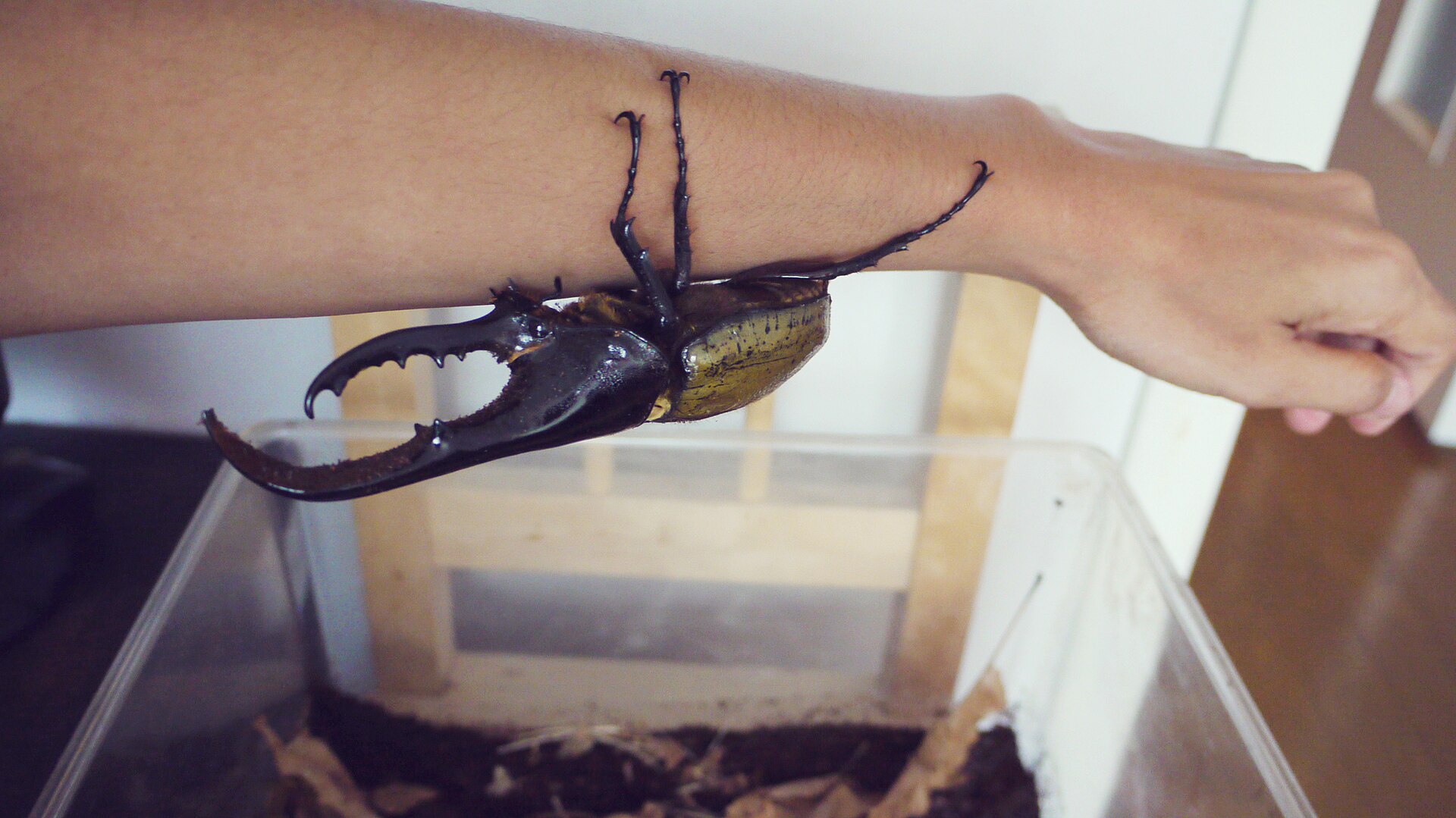 個体の確認